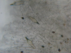 Panaeolus cambodginiensis