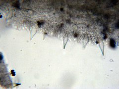 Panaeolus cambodginiensis