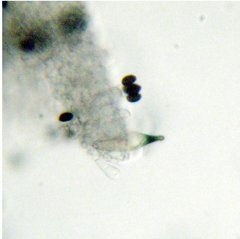 Panaeolus cambodginiensis