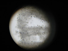 Panaeolus cambodginiensis