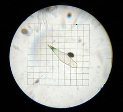 Panaeolus cambodginiensis