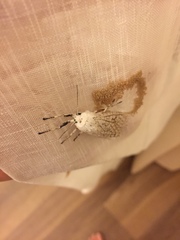 Hypercompe trinitatis