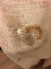 Hypercompe trinitatis