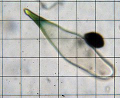 Panaeolus cambodginiensis