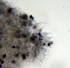 Panaeolus cambodginiensis