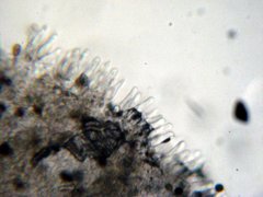 Panaeolus cambodginiensis