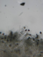 Panaeolus cambodginiensis