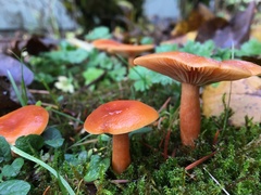 Lactarius subflammeus