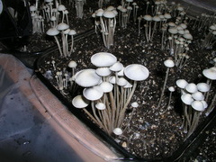 Panaeolus cambodginiensis