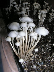 Panaeolus cambodginiensis