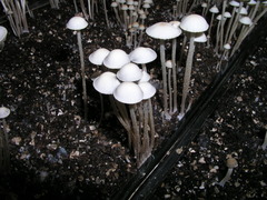 Panaeolus cambodginiensis