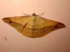 Pseudonadagara semicolor