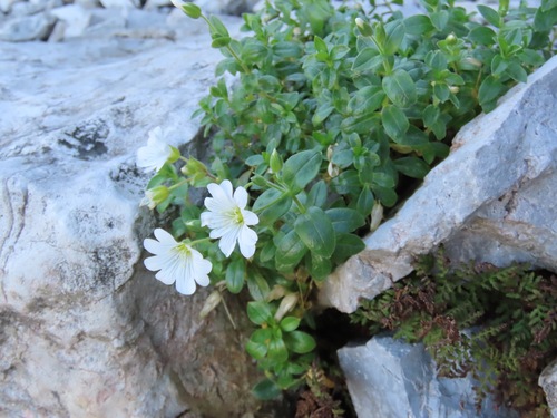 Cerastium latifolium