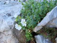 Cerastium latifolium