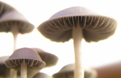 Panaeolus cambodginiensis