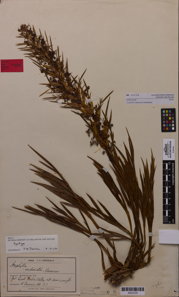 Aciphylla indurata
