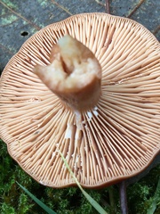 Lactarius subflammeus