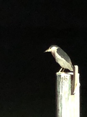 Nycticorax nycticorax image