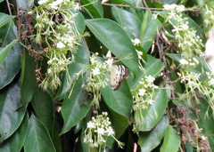 Belenois calypso calypso