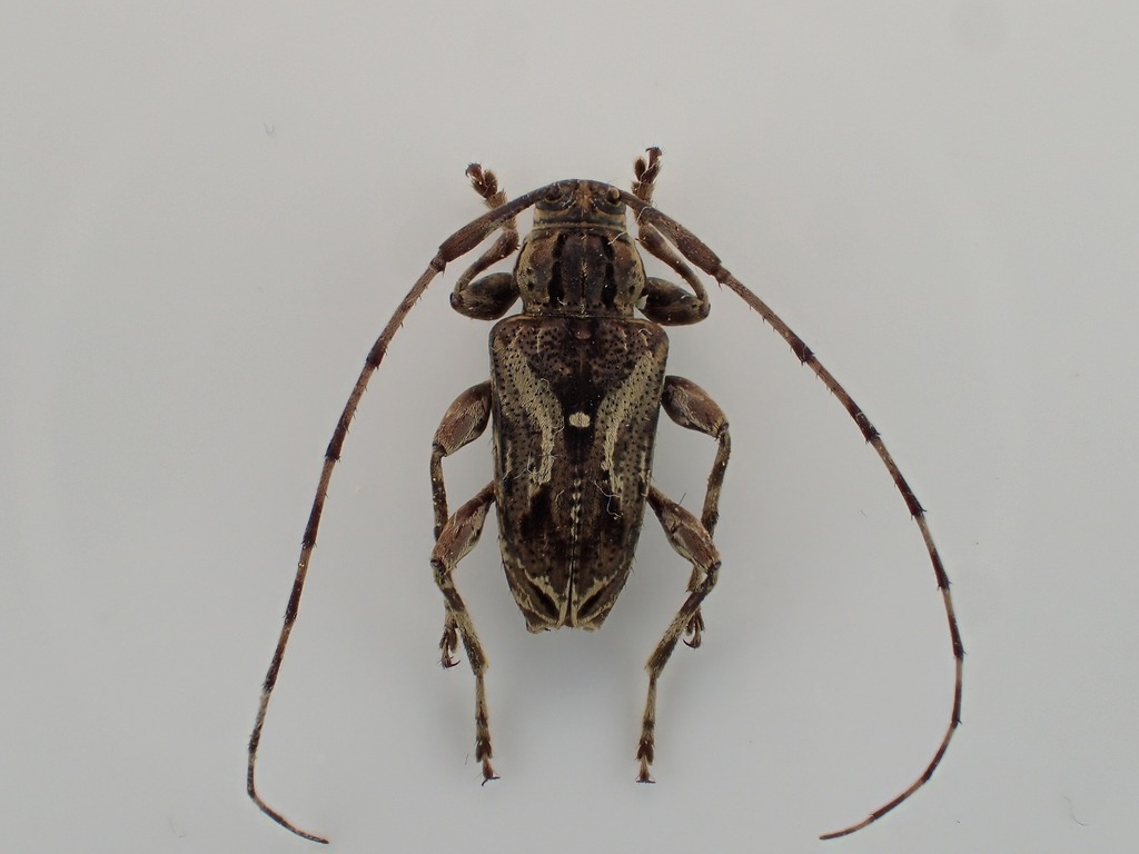 Carphina