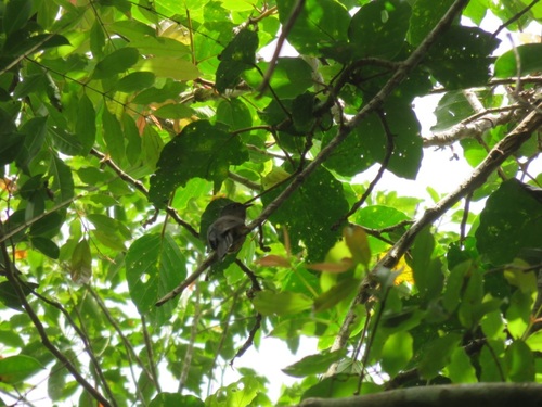 Philippine Bulbul (Hypsipetes philippinus), photo 10