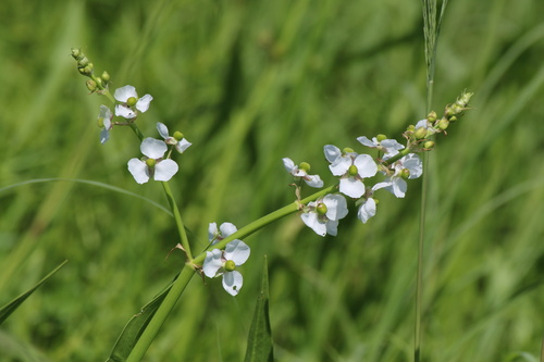 Sagittaria longiloba, photograph 3