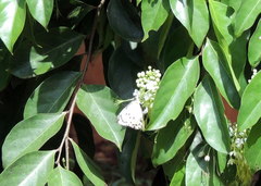 Belenois calypso calypso
