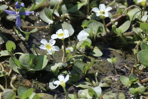 Gila River Water Hyssop (Bacopa eisenii)