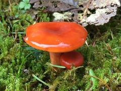 Lactarius subflammeus