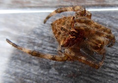 Backobourkia brouni