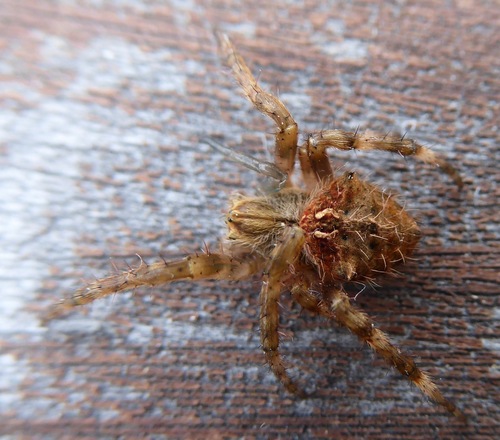 Broun's marbled orb-weaver