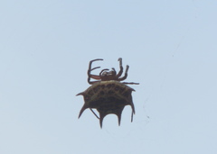 Gasteracantha curvispina