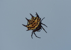 Gasteracantha curvispina
