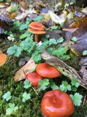 Lactarius subflammeus
