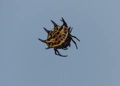 Gasteracantha curvispina