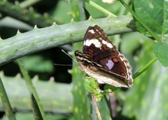 Junonia oenone oenone