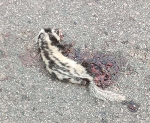 Saharan Striped Polecat