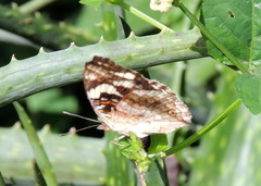 Junonia oenone oenone