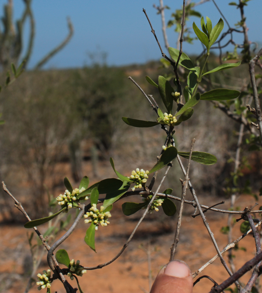 Secamone cristata