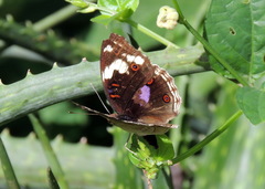 Junonia oenone oenone