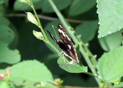 Junonia oenone oenone