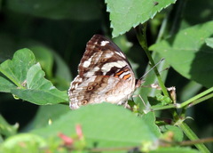 Junonia oenone oenone