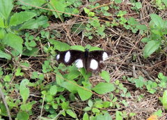 Hypolimnas misippus
