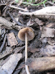 Psathyrella corrugis image