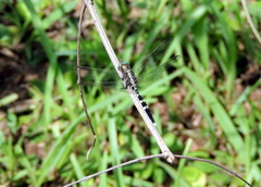Libellulidae