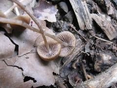 Psathyrella corrugis image