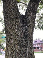 Phellodendron amurense