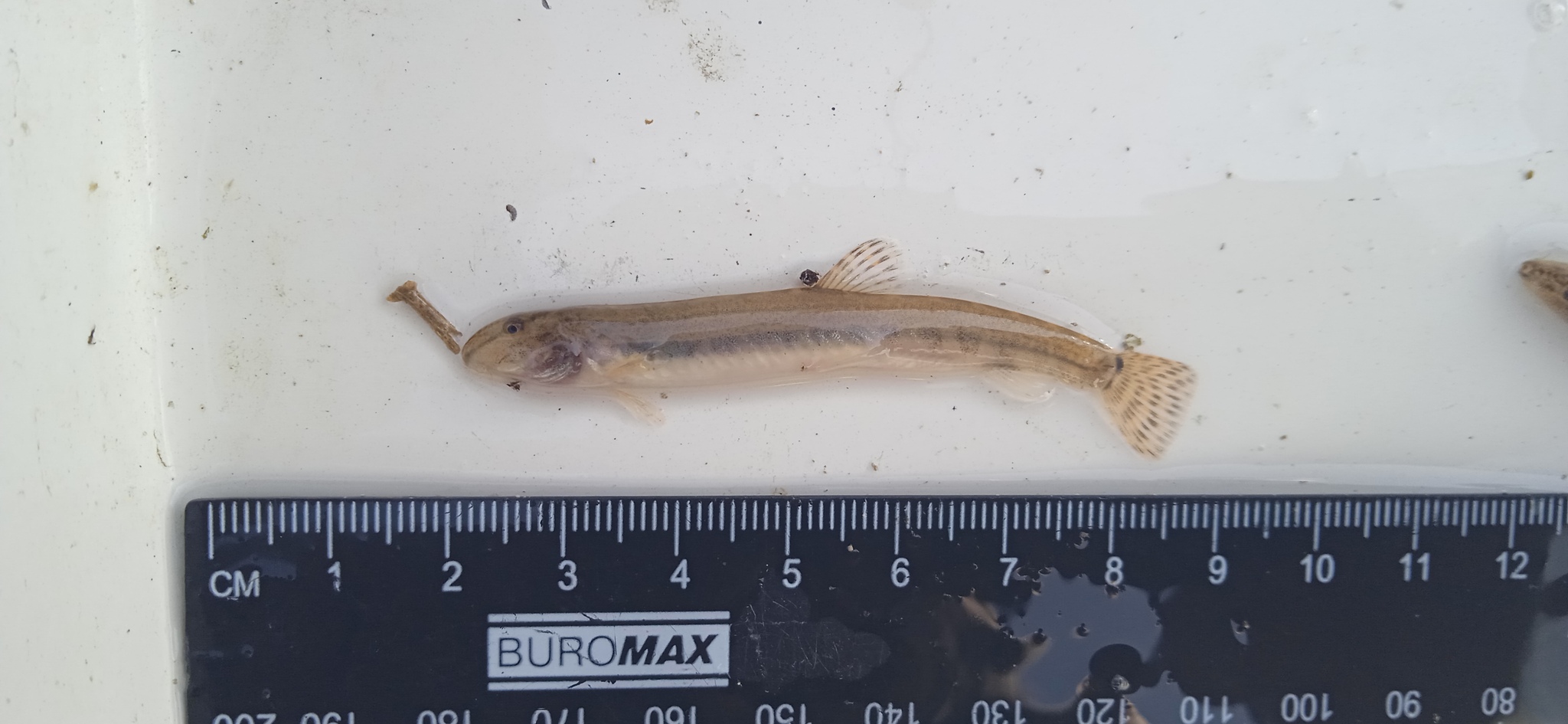 Northern Golden Loach photo 3