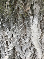Phellodendron amurense