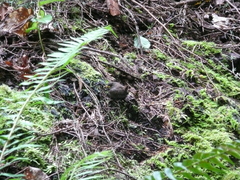 Troglodytes pacificus